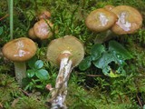 Suillus umbonatus image