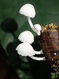 Marasmiellus volvatus image