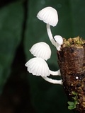 Marasmiellus volvatus image