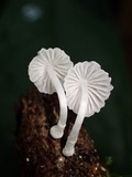 Marasmiellus volvatus image