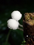 Marasmiellus volvatus image