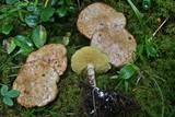 Suillus umbonatus image