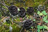 Thelephora caryophyllea image