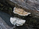 Trametes pubescens image