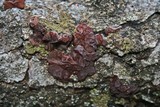 Phaeotremella frondosa image