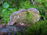 Trichaptum abietinum image