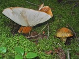 Tricholoma aurantium image