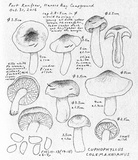 Hygrocybe colemanniana image