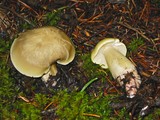 Tricholoma saponaceum image