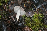 Tricholoma terreum image