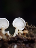 Panellus pusillus image