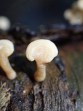Panellus pusillus image