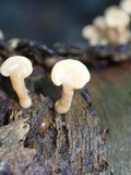 Panellus pusillus image