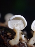 Panellus pusillus image