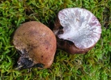 Fistulina hepatica image