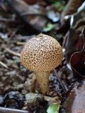 Scleroderma nitidum image