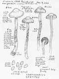 Cortinarius sertipes image