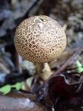 Scleroderma nitidum image