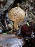 Scleroderma nitidum image
