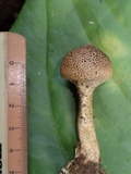 Scleroderma nitidum image