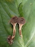 Scleroderma nitidum image