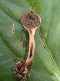 Scleroderma nitidum image