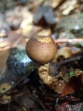 Scleroderma nitidum image