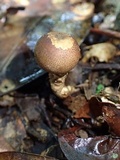 Scleroderma nitidum image