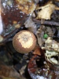 Scleroderma nitidum image