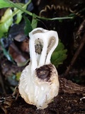 Ligiella rodrigueziana image
