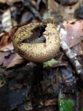 Scleroderma nitidum image