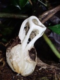 Ligiella rodrigueziana image