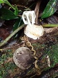 Ligiella rodrigueziana image