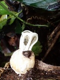 Ligiella rodrigueziana image