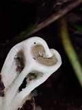 Ligiella rodrigueziana image