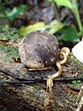 Ligiella rodrigueziana image