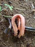 Clathrus columnatus image