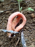 Clathrus columnatus image