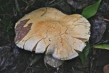Tricholoma acerbum image