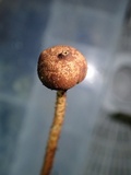 Tulostoma matae image