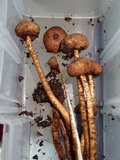 Tulostoma matae image