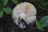 Tricholoma acerbum image