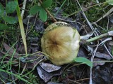 Tricholoma sejunctum image