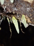 Gloeomucro chlorinus image