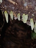 Gloeomucro chlorinus image