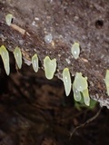 Gloeomucro chlorinus image