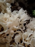Hydnopolyporus fimbriatus image