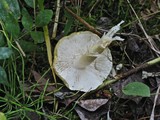 Tricholoma sejunctum image