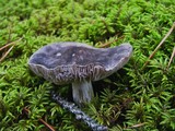 Tricholoma myomyces var. cystidiotum image