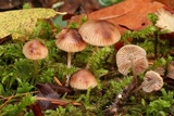 Mycena maculata image